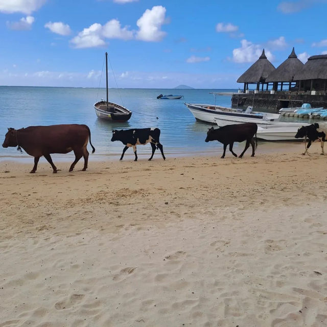 A Tropical Paradise Experience in Mauritius