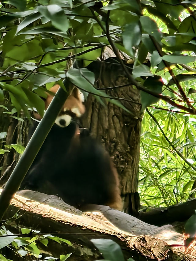 熊貓谷一也想當隻躺平的大熊貓🐼