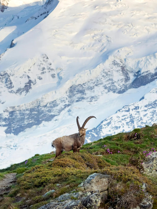 【霞慕尼 Chamonix｜歐洲屋脊下的山谷傳說】