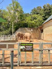 【韓国🇰🇷光州/動物園🦓】 우치공원동물원 全て無料でこのクオリティ‼️😳