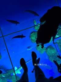 《沖繩親子景點| DMM水族館》