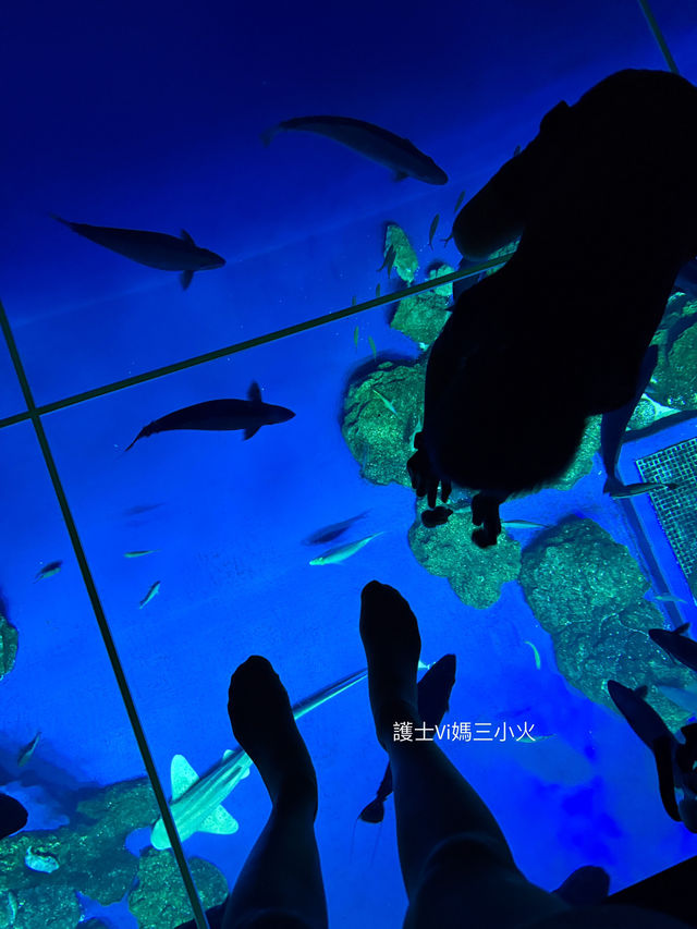 《沖繩親子景點| DMM水族館》