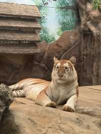 แวะมาดูสัตว์น่ารักได้ที่ไนท์ซาฟารี พบกับน้องเอวา 🐯