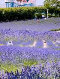 上海薰衣草公園