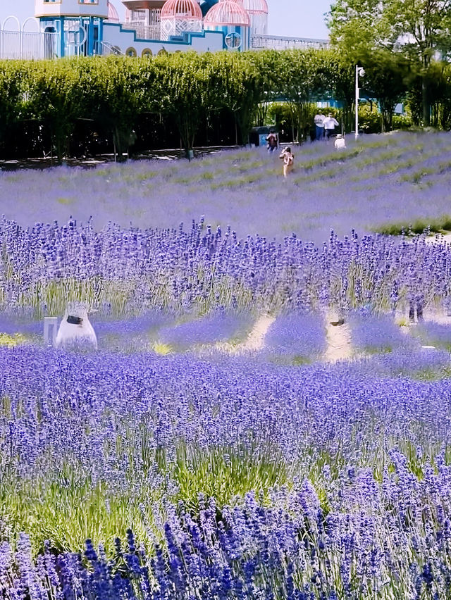 上海薰衣草公園 上海薰衣草公園