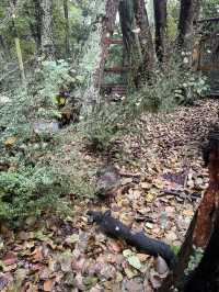 ไปดูนกกีวี่ ไอคอนของนิวซีแลนด์ตัวจริงที่ Kiwi Park