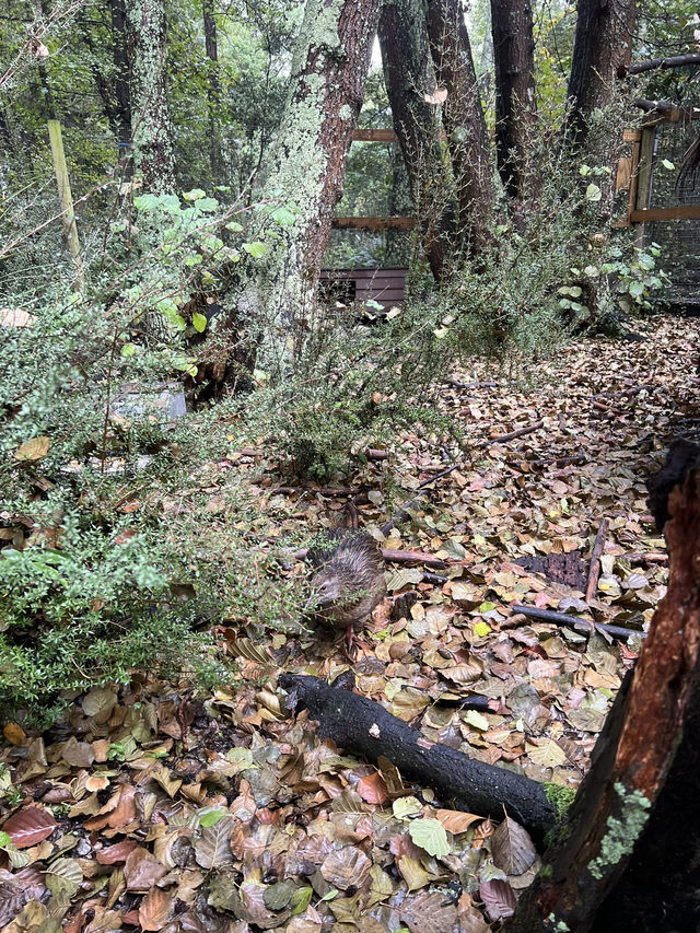 ไปดูนกกีวี่ ไอคอนของนิวซีแลนด์ตัวจริงที่ Kiwi Park