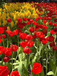สวนทิวลิป Miracle of Natural จ.ระยอง 🌷🌷🌷