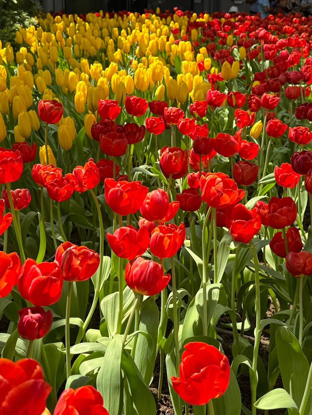 สวนทิวลิป Miracle of Natural จ.ระยอง 🌷🌷🌷