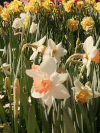 Canberra Floriade 花卉節 2025｜免費入場打卡夢幻花海