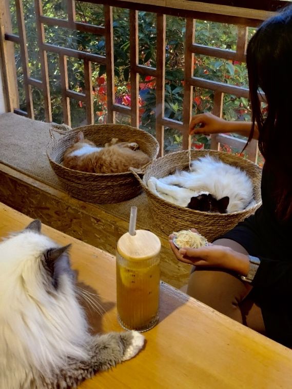 Cat Café Hideaway in Lijiang Old Town 