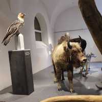 Natural History Museum of the University of Zurich: Where Science and Wonder Meet