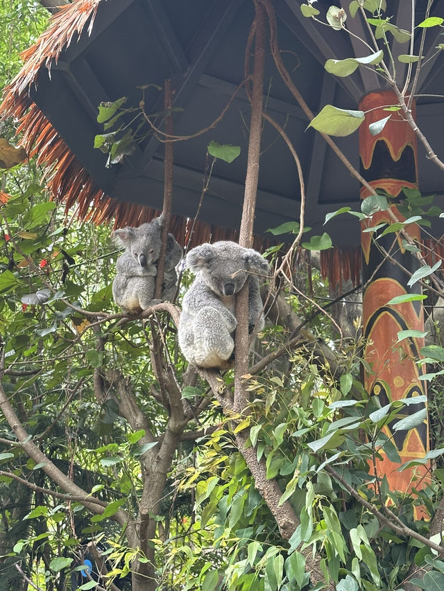 熊貓明星💕妹豬打卡必去🐼  樹熊🐨 近距離接觸長頸鹿🦒 熊貓明星💕妹豬打卡必去🐼  樹熊🐨 近距離接觸長頸鹿🦒