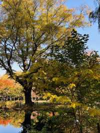 마루야마 공원의 아침