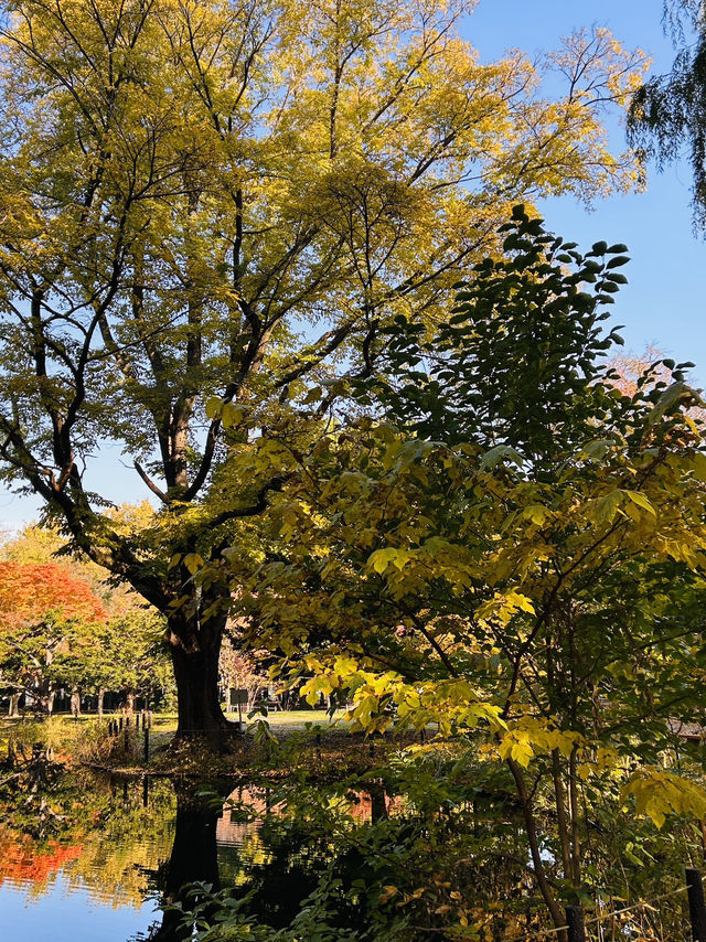 마루야마 공원의 아침 마루야마 공원의 아침