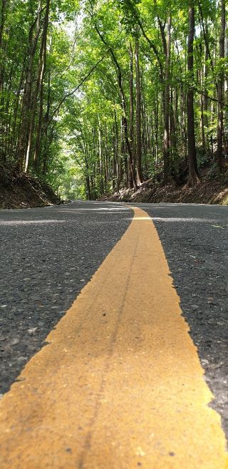 Махагоновый лес - спокойное и чарующее место
