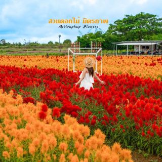   ใครผ่านมาเขาใหญ่ก็ต้องเห็นสวนดอกไม้สีสันสดใส