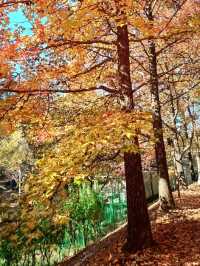 가을이 포근하게 감싸주는 경남수목원