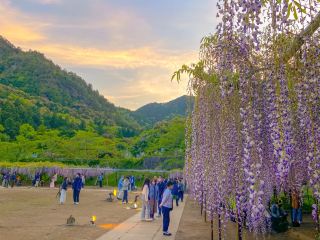 [Hyogo] A Breathtakingly Magical Illuminated Kyushaku Wisteria ~ Byakugoji Temple ~.