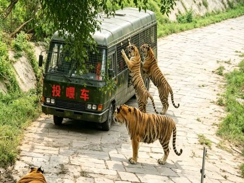 Shenzhen Wildlife Park: An Underrated Animal Paradise Close to