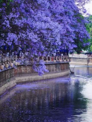 💜 Kunming, Yunnan : Embracing the purple romance of spring!