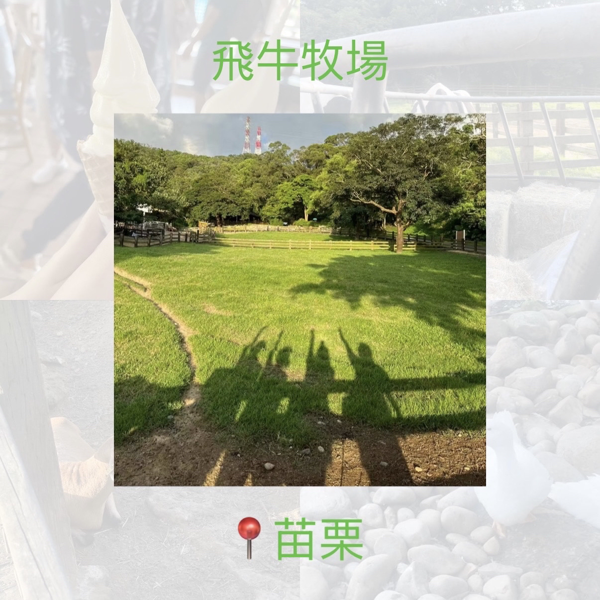[Miaoli, Taiwan] Flying Cow Ranch 📸 A great place to get up close and personal with animals