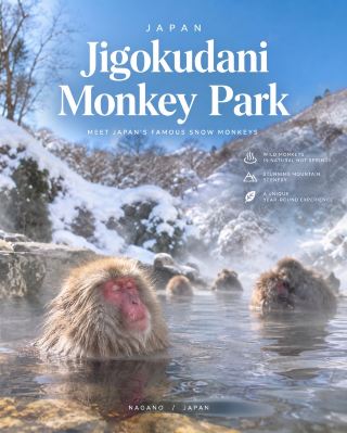 A Visit to Jigokudani