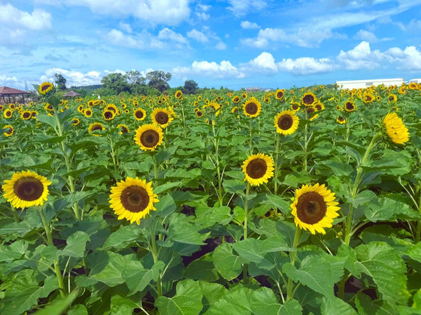 花盛りの台中！フォトジェニックな写真と癒やしの休日を求めているなら
