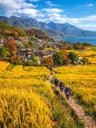 Dali has always been known for its freedom, healing atmosphere, and pastoral charm, and autumn in Xizhou, Erhai Lake, and Cangshan Mountain brings this elegance to its fullest. Golden waves of rice sway between Cangshan and Erhai Lake in autumn, under a blue sky and white clouds, the air filled with the fragrance of the fields—perfect for those seeking a slower pace and a healing travel experience.

Recommended Itinerary: Xizhou – Erhai Lake Cycling – Cangshan Mountain Hiking, connecting three of Dali's most characteristic autumn attractions, allowing you to immerse yourself in the most idyllic autumn scenery.

First Stop: Xizhou (18 km north of Dali Old Town, open all day) Xizhou Old Town preserves a large number of Bai ethnic minority houses and pastoral scenery. In autumn, the rice paddies turn golden, vast fields reflecting the blue sky. Walking along the village paths, every step is a reflection of slow living. Renting a bicycle here is highly recommended; ride slowly along the paddy field ridges, admiring the waves of rice and taking photos. Along the way, you can try the local Xizhou Baba (a type of pancake) and Bai ethnic plum wine to experience authentic local cuisine.

Photo spots: Rice paddies near Xilin Garden, village alleys, and the gates of ancient houses.

Second stop: Erhai Lake (No. 1 Erhai South Road, Xiaguan, Dali City, open all day) Erhai Lake is a must-see blue pearl in Dali, and the most recommended way to experience it is by cycling around the lake. In autumn, the lakeside scenery is refreshing and pleasant, with the lake surface shimmering with golden light, and the surrounding villages are peaceful and serene. You can choose to stop at Shuanglang and Xiaoputuo along the way to take some photos of the lake and sky blending into one, with fishing boats and water birds in the frame.

Photo spots: Haishi Park, Shuanglang Wharf, and the lakeside bike path along Erhai Lake.

Third stop: Cangshan Mountain (West Yinxian Road, Dali Ancient City, open 08:00-17:00, ticket sales stop at 15:00) Cangshan Mountain, nestled against Dali Ancient City, rises above 4000 meters and is a paradise for nature lovers and hikers. In autumn, the leaves on Cangshan Mountain gradually change color, and the weather is cool, making it ideal for light hiking or taking the cable car up the mountain. From the summit, you can enjoy panoramic views of Erhai Lake and look back at the golden rice paddies and white-walled, blue-tiled houses—a truly breathtaking sight. Remember to allocate half a day to slowly savor the cool high-altitude air and magnificent scenery.

Must-see route: Gantong Temple Cableway – Qingbixi – Qilongnv Pool – Xima Pool; on clear days, you can capture enchanting scenes of swirling clouds and sunlight filtering through the forest.

Travel Tips:

1. Autumn brings large temperature differences between day and night; remember to bring a jacket, as it can be chilly in the mountains in the mornings and evenings.

2. Cycling is recommended along the Xizhou and Erhai Lake areas; it's advisable to book bikes in advance for a safer ride.

3. Remember to bring water and food when hiking in Cangshan. Some trails are remote; please do not venture into deep mountain areas alone.

4. If you choose to cycle around Erhai Lake, the entire route is quite long, and it is not recommended to complete it. Choose key sections to cycle along.

5. Plan your cable car trip in advance and be sure not to miss the last cable car.

Important Notes:

· Many attractions in Xizhou and around Erhai Lake are widely distributed; driving is more convenient. Public transportation has frequent services, but queues may occur during peak season.

· Tickets are required for entry to Cangshan. Some popular routes (such as Ximatan) are crowded on holidays; it is recommended to avoid visiting during holidays.

Topics:

#DaliAutumnColors #GoldenRicePaddyWaves #ErhaiCycling #XizhouSlowLife #CangshanCloudSea
