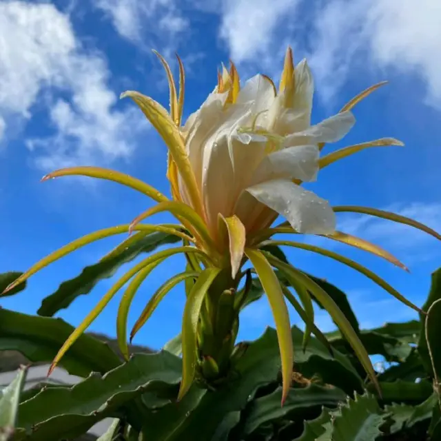 Hawaiiana Is Flowering