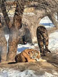 Siberia Tiger Safari