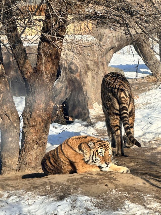 Siberia Tiger Safari