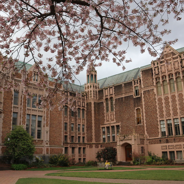 曇天の中でも鮮やかに映える桜とワシントン大学(シアトル)