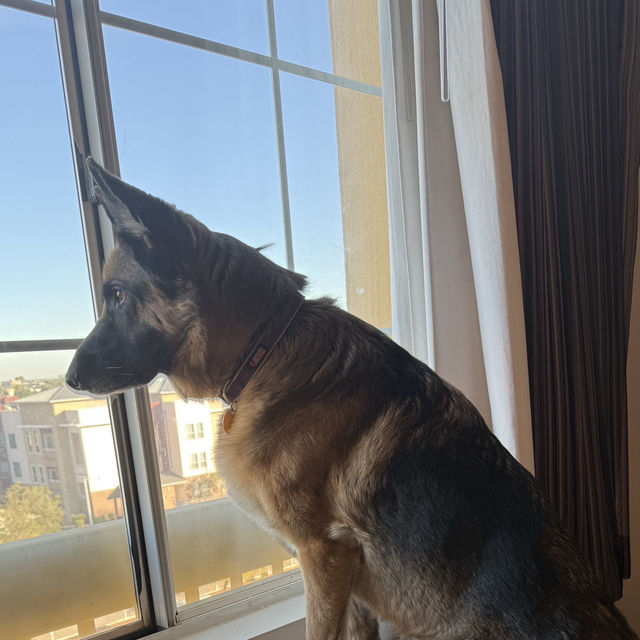 Watching all the other dogs pass by!