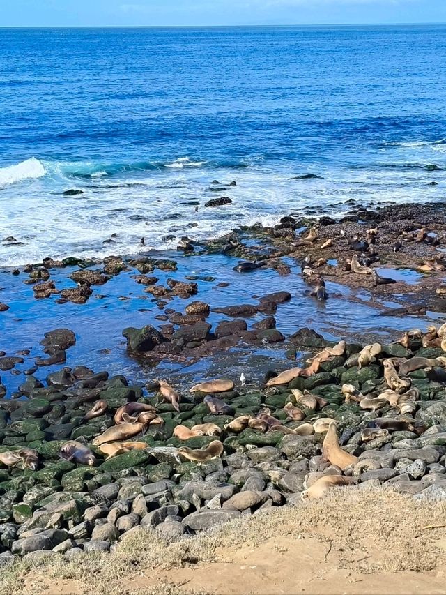 拉荷亞海灘海獅