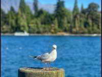 Lake Wakatipu - Queenstown - New Zealand 🇳🇿 