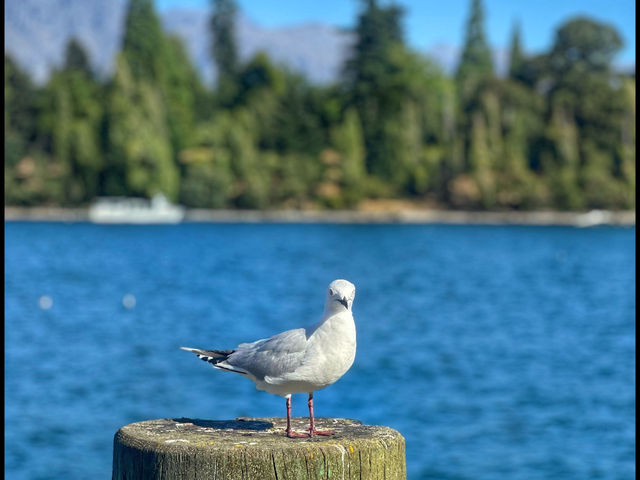 Lake Wakatipu - Queenstown - New Zealand 🇳🇿 