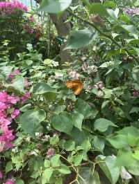 Shanghai Zoo: A Green Escape in the City