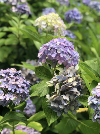 【鎌倉繡球花寺】明月院6月打卡好時機。