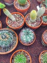 A prickly fun visit to Pisa Botanic 🍁🎍🇮🇹
