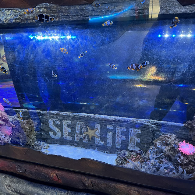 sealife adventure at brighton