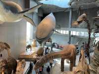 Shanghai Natural History Museum🗺️