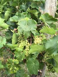 England｜Go to the Garden with local people, and enjoy the summer time