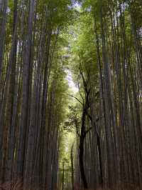 Arashiyama Bamboo Forest: A Serene Escape in Kyoto 🎋