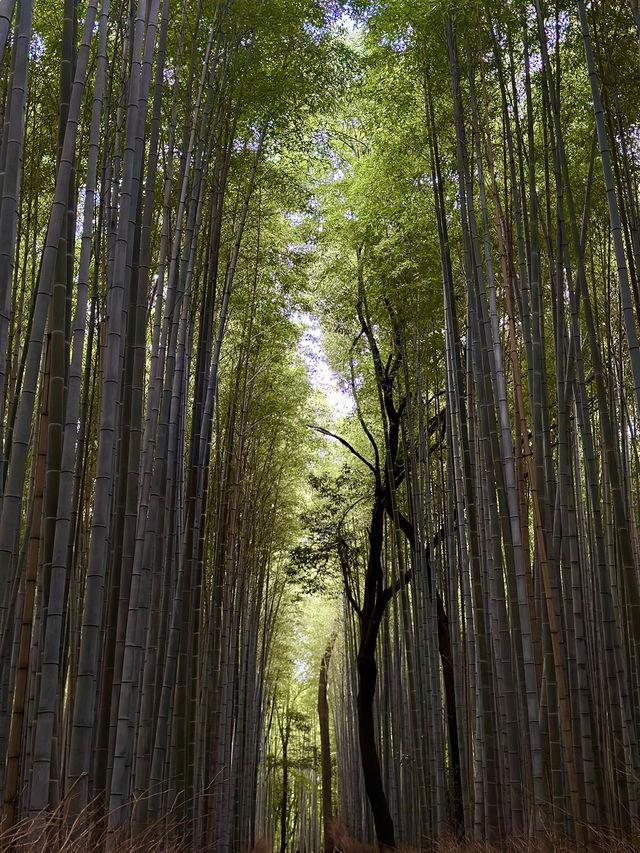 Arashiyama Bamboo Forest: A Serene Escape in Kyoto 🎋