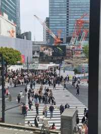 🌸 Jaw Dropping Japan - Shrines, Train Lines & Bovine.
