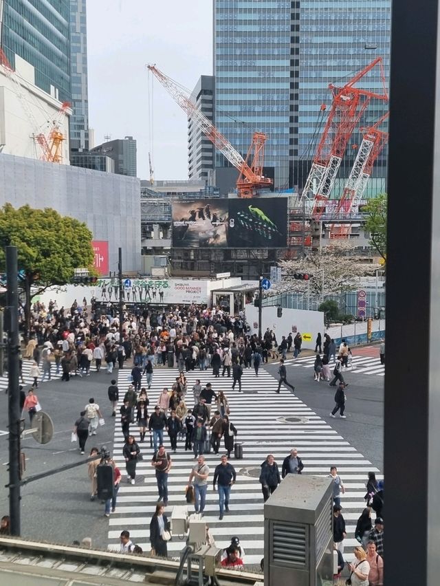 🌸 Jaw Dropping Japan - Shrines, Train Lines & Bovine.