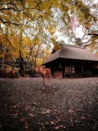 🌸 Nara Park: Where Nature, History & Sacred Deer Meet 🇯🇵✨