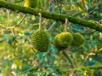 Exploring the Mekong Delta: A Peaceful Day in Cai Be Village