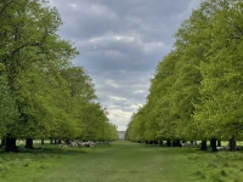 Kingston🇬🇧Nature Fix: A Royal Retreat at Home Park 🦌